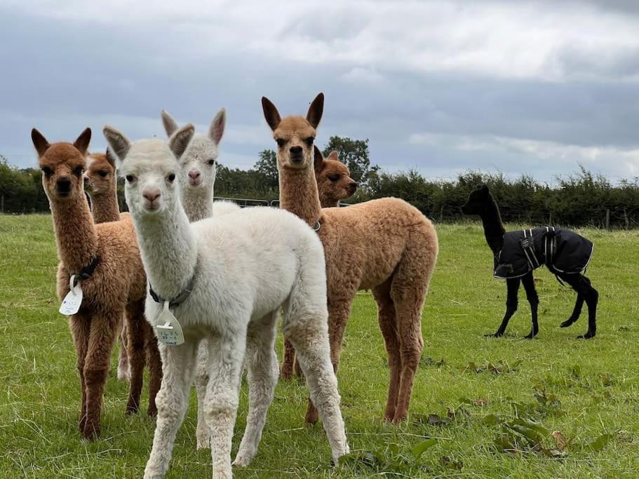 The Alpaca Farmhouse With Hot Tub And Alpaca Experience Included Dromara Ngoại thất bức ảnh