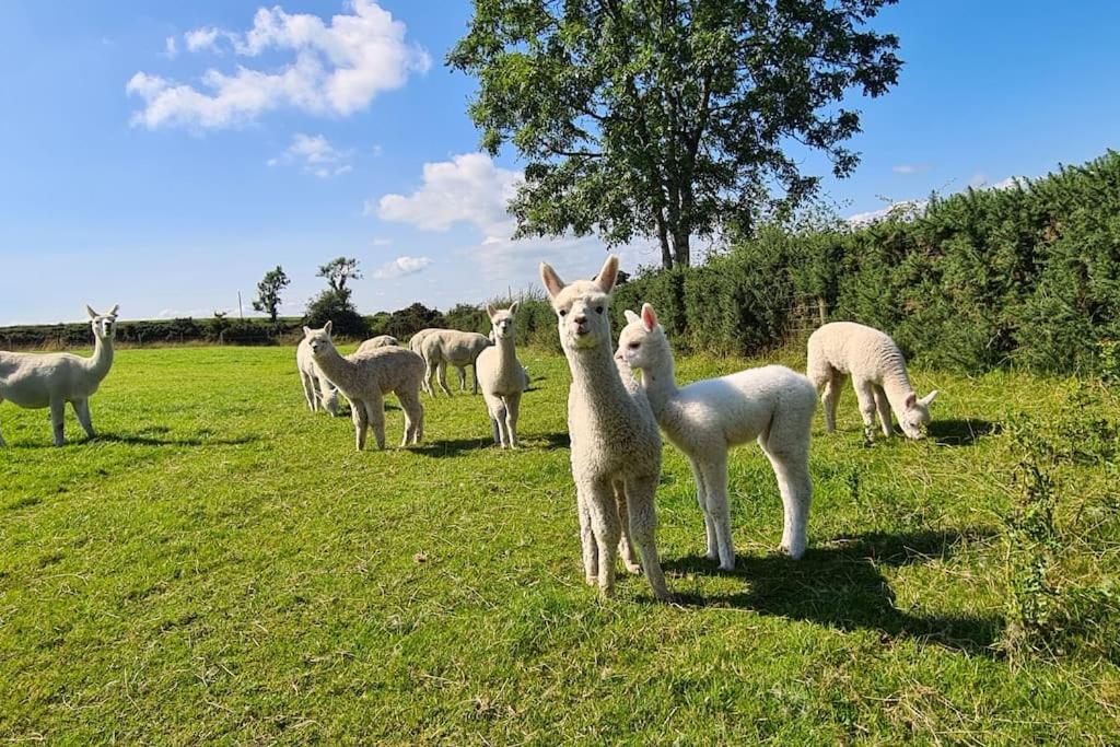 The Alpaca Farmhouse With Hot Tub And Alpaca Experience Included Dromara Ngoại thất bức ảnh