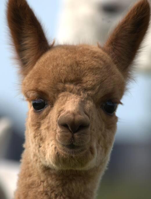 The Alpaca Farmhouse With Hot Tub And Alpaca Experience Included Dromara Ngoại thất bức ảnh