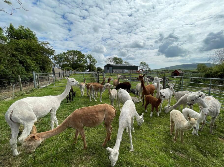 The Alpaca Farmhouse With Hot Tub And Alpaca Experience Included Dromara Ngoại thất bức ảnh