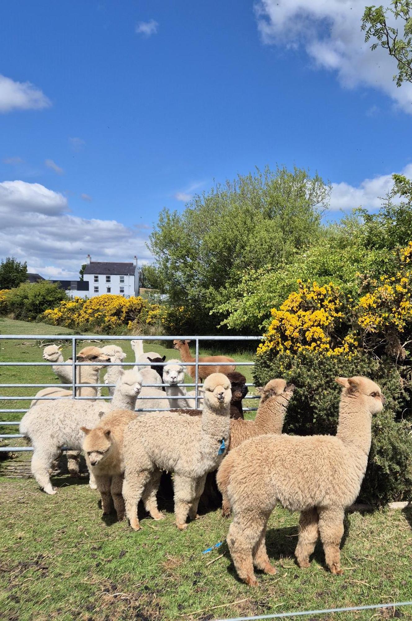 The Alpaca Farmhouse With Hot Tub And Alpaca Experience Included Dromara Ngoại thất bức ảnh